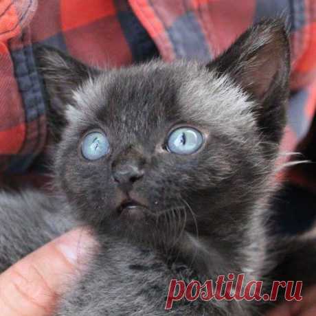 Крошечное чудо, которому небо послало не только страшный ливень, но и ангела во спасение