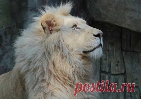 Белый лев – легенда африканских племен