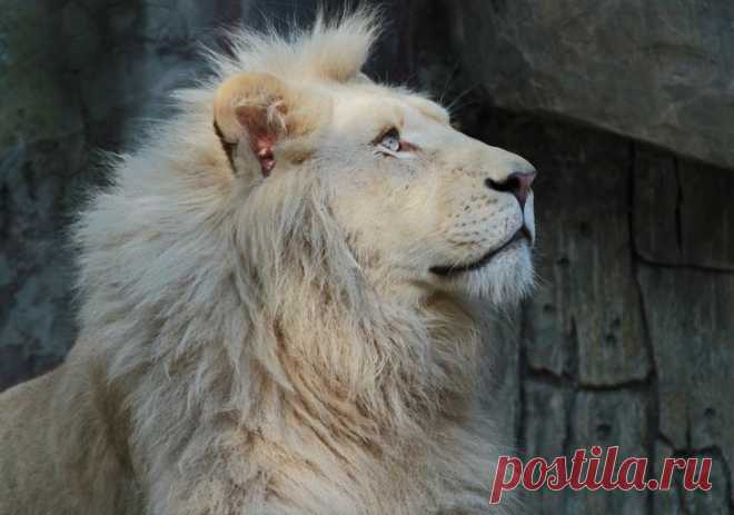 Белый лев – легенда африканских племен