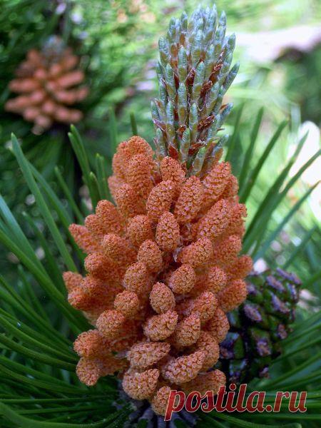 Фото Чубушник. Альбом Цветущие деревья,кустарники - 50 фото. Фотографии *GA* *LA*.