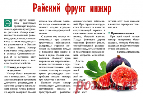 Инжир