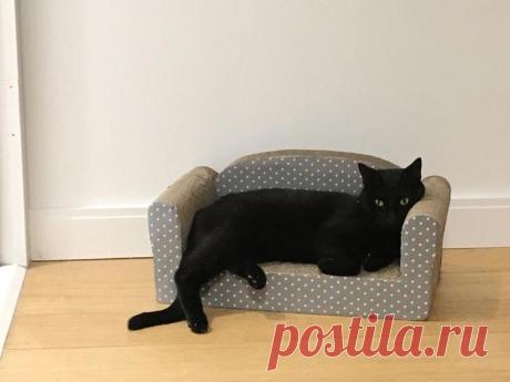 Люди делятся снимками крошечной мебели, которую они купили для своих питомцев, и это мило