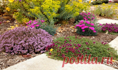 8 РАСТЕНИЙ ДЛЯ ЦВЕТНИКА, НЕ ТРЕБУЮЩИХ ПОЛИВА