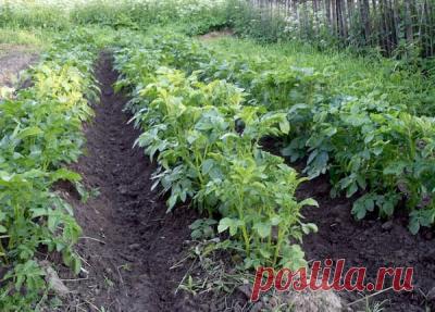 30 мая — Евдокия Свистунья — Народный календарь от Астрору