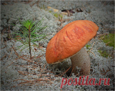 Я с лукошком в сад пойду, подосиновик найду!