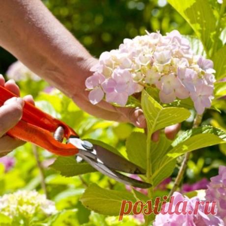 #гортензия 
ВСЕ ТОНКОСТИ ПО ОБРЕЗКЕ КУСТА ГОРТЕНЗИИ...

Все виды гортензий по-своему красивы, но для сохранения этих растений в саду на долгие годы, для ежегодного и обильного цветения, гортензиям, как никаким другим растениям, необходима тщательная и, главное, правильная обрезка. От правильности обрезки зависит насколько декоративным будет растение, обильным - цветение. Обрезка в значительной степени определяет размеры соцветий. При неправильной обрезке крупнолистные горт...
