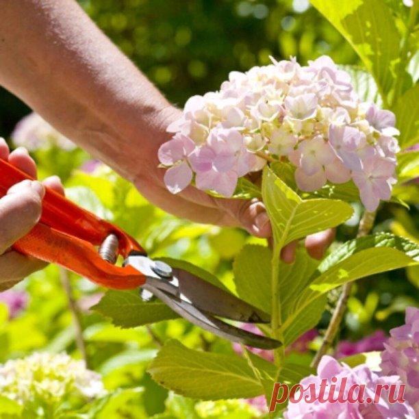 #гортензия 
ВСЕ ТОНКОСТИ ПО ОБРЕЗКЕ КУСТА ГОРТЕНЗИИ...

Все виды гортензий по-своему красивы, но для сохранения этих растений в саду на долгие годы, для ежегодного и обильного цветения, гортензиям, как никаким другим растениям, необходима тщательная и, главное, правильная обрезка. От правильности обрезки зависит насколько декоративным будет растение, обильным - цветение. Обрезка в значительной степени определяет размеры соцветий. При неправильной обрезке крупнолистные горт...