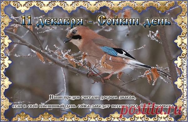 Поздравляем с Сойкиным днем! Пусть ваша забота о птицах принесет вам радость и благополучие. Спасибо, что помогаете лесным жителям! Открытки на Сойкин день!