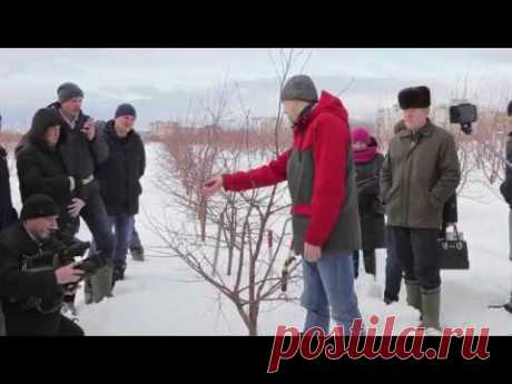 Обрезка вишни и черешни 2019 (мастер-класс). Мастер-класс по обрезке вишни и черешни проводит мой друг и коллега кандидат с.-х. наук Александр Нотоворцев. Семинар для садоводов Тамбовской области 27.02....