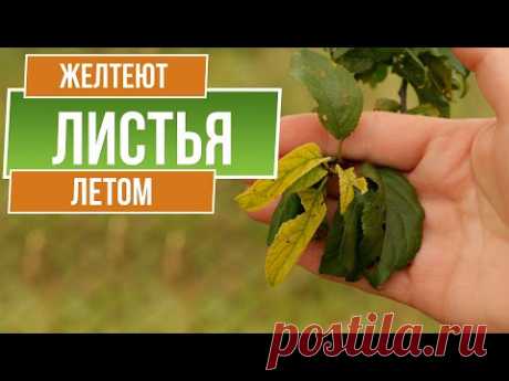 Почему желтеют листья на яблоне ✿ Что делать ✿ Причин и способов устранения