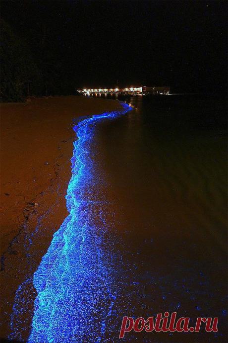 красивое зрелище из водорослей