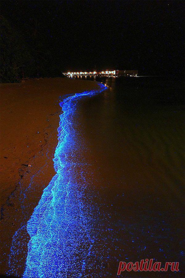 красивое зрелище из водорослей
