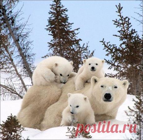 Веселая семейка