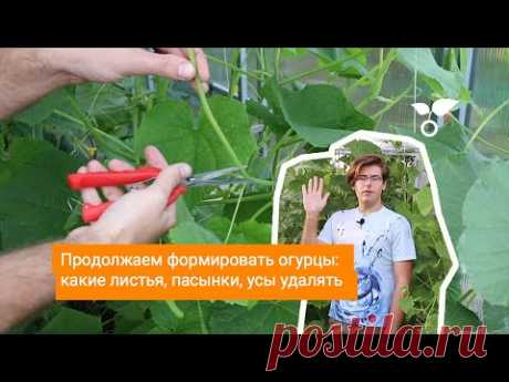 Продолжаем формировать огурцы: какие листья, пасынки, усы удалять Видео — Ботаничка.ru