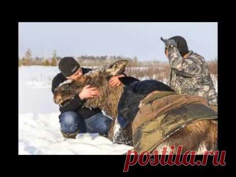 Русские люди спасают животных