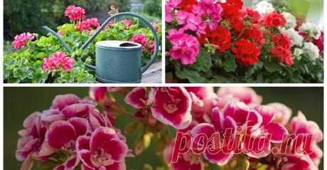 Бражка — чудо-средство для обильного и яркого цветения герани (пеларгонии) круглый год | sm.news
