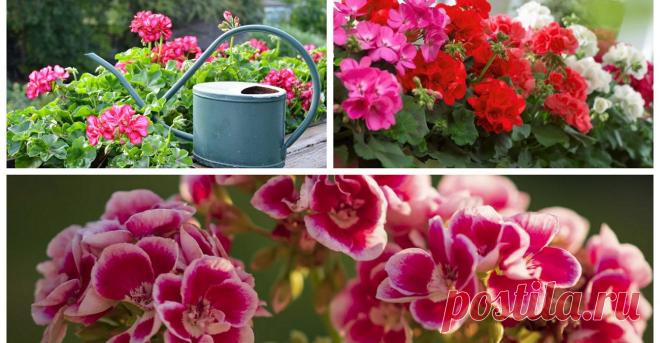 Бражка — чудо-средство для обильного и яркого цветения герани (пеларгонии) круглый год | sm.news