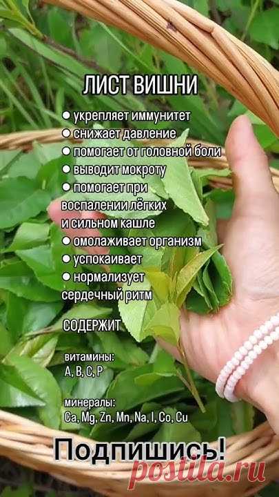 Чем полезен лист вишни? 🌱