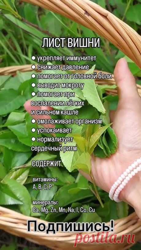 Чем полезен лист вишни? 🌱
