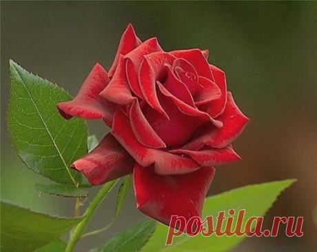 Одноклассники