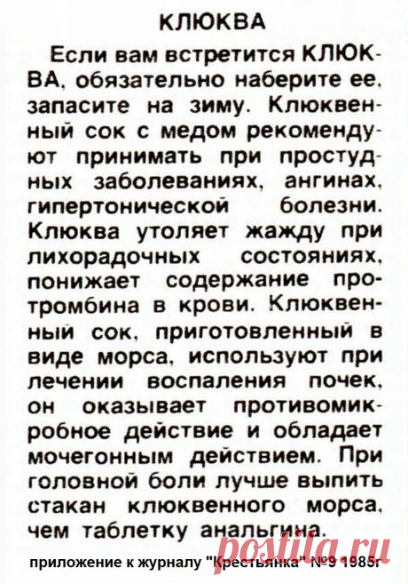 Клюква - лечебные свойства