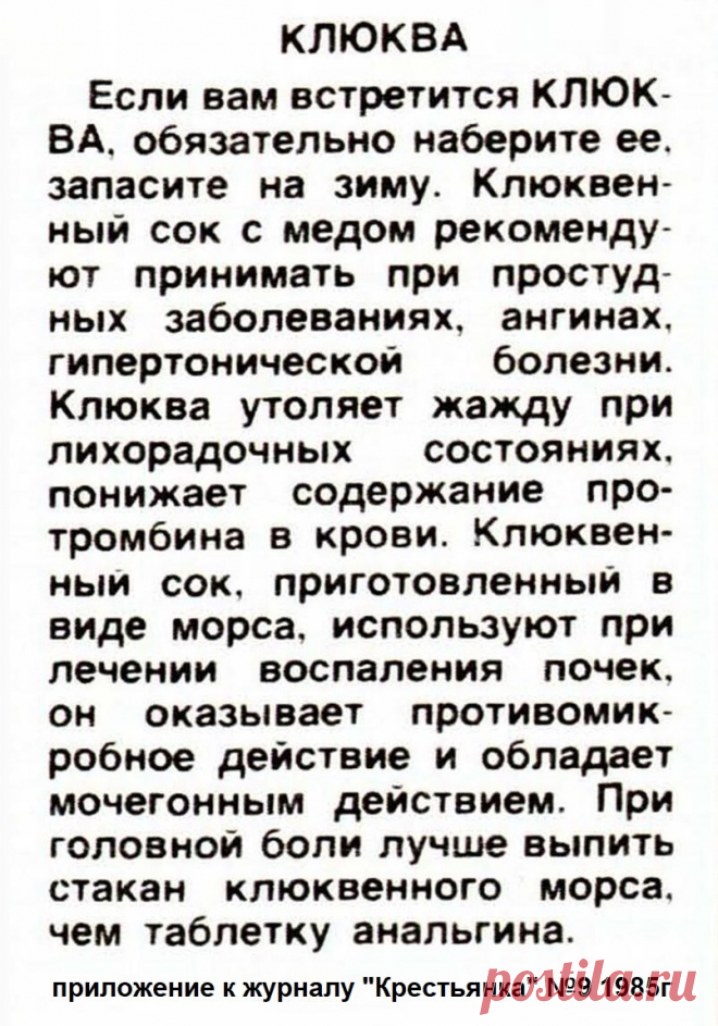 Клюква - лечебные свойства