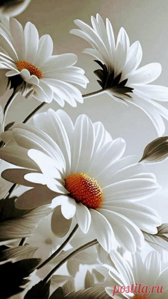 Пин на доске яРОМАШЕЧКИ