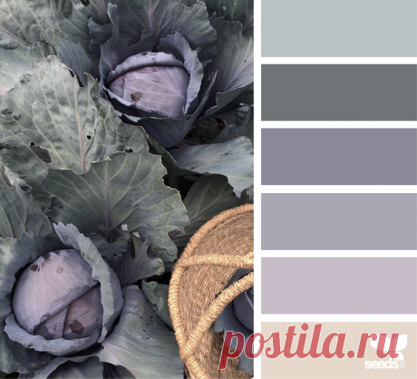 design seeds | for all who ♥ color