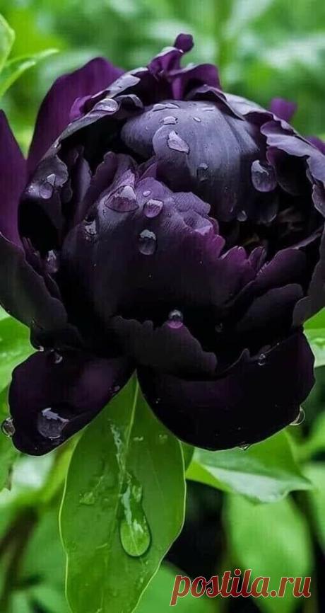 i (510×960)