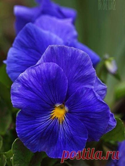 Синее море, Синие горы, Синий - цвет неба, Далёкий и гордый! Синего цвета бывают глаза. Камешек есть голубой - Бирюза. Слышишь? Журчит вода вдалеке... Синие звуки живут В реке. Ливень рисуем - Синие линии. Сумерки тоже бывают Синими. Синие тени И лыжный след, Дождик в синем берете... Синий - это мечтательный цвет. Синий любит летать во сне На рассвете. Мари О’Нейл (Перевод с английского Липатова Елена)