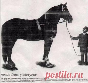 Тяжеловозы - самые большие и сильные лошади