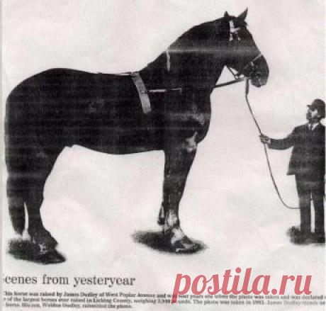 Тяжеловозы - самые большие и сильные лошади