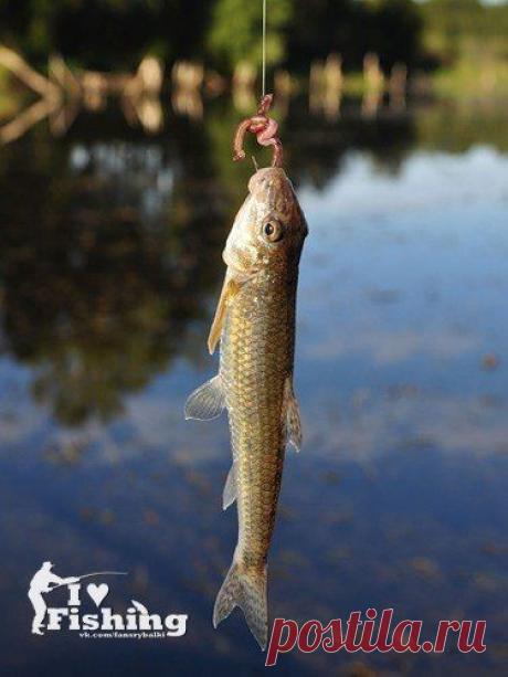 Ловля пескаря / Богатая добыча