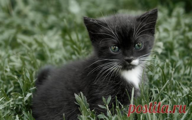 Первая охота | Kote.Rjaka.com