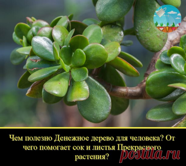 Денежное дерево (толстянку), пожалуй, можно назвать одним из самых востребованных комнатных растений.
И это вполне логично, ведь помимо привлекательного вида денежное дерево славится своей магической способностью притягивать в дом богатство и денежное благополучие.
Немногим известно, что в дополнении к этому, толстянка – настоящий домашний лекарь, который применяется для лечения массы различных недугов. Рассмотрим, чем же может быть полезно денежное дерево?
Немного о лечеб...
