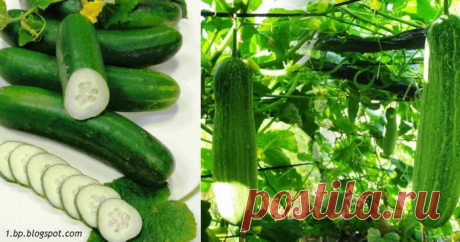 Если сделать эту подкормку для огурцов, вы поразитесь урожаю!