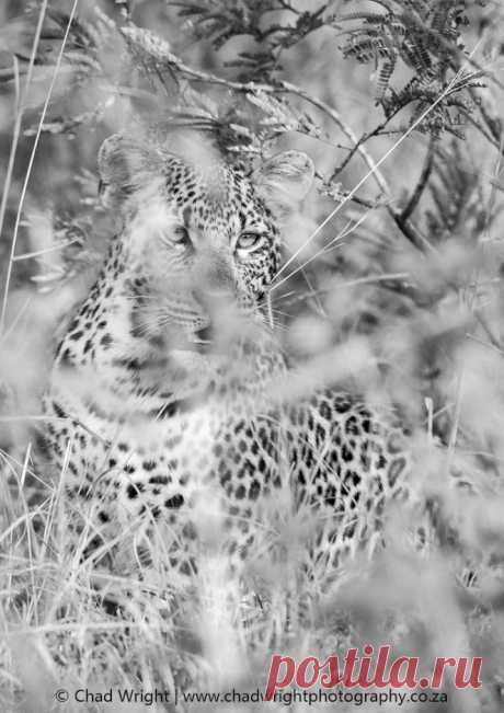 Greater Kruger, South Africa.