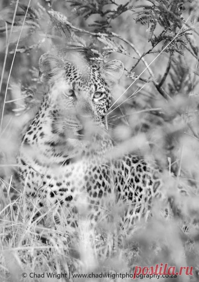 Greater Kruger, South Africa.