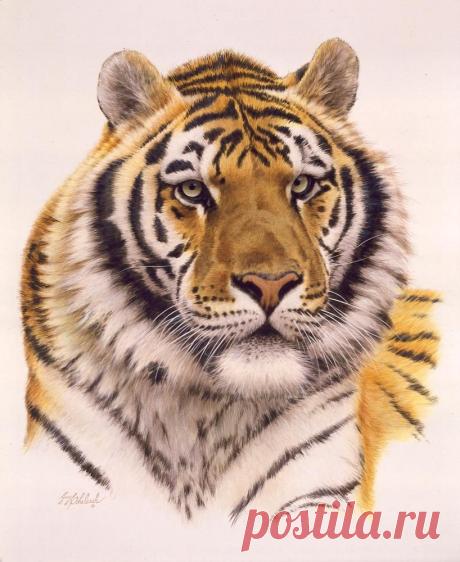 Кошачьи портреты Гая Коэлича - Искусство животных Гая Коэлича