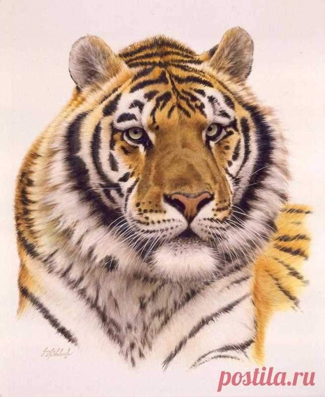 Кошачьи портреты Гая Коэлича - Искусство животных Гая Коэлича