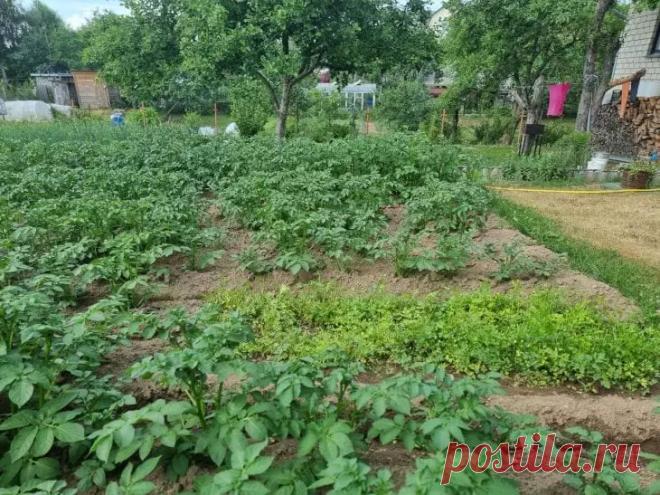 Этот простой трюк увеличит ваш урожай в 2 раза: вы удивитесь, как это просто. Представьте: вы весь сезон поливали, пололи и удобряли грядки, но урожай всё равно скромный.