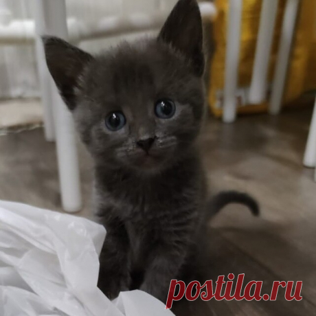 Доброе утро, хозяюшка