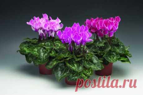 Персидский цикламен в домашних условиях