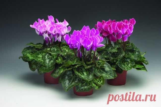 Персидский цикламен в домашних условиях