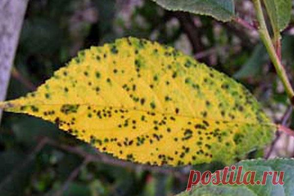 Почему сохнет вишня после цветения и как сберечь дерево