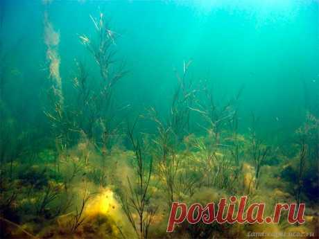 Underwater landscapes - Таманский залив 2007