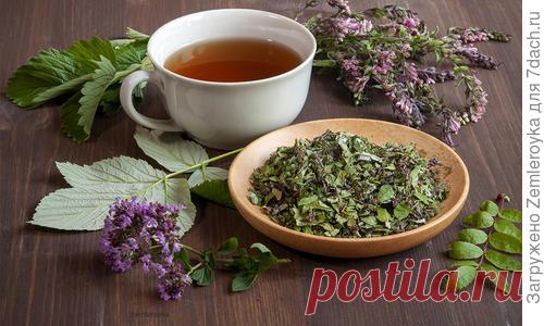 Витаминный чай-бальзам. Рецепт травяного сбора