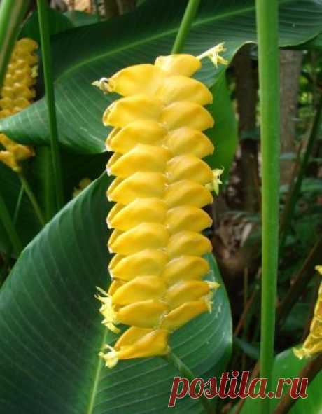 Heliconia