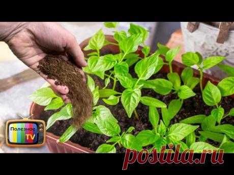 Насыпаю это под рассаду и «Чёрная Ножка» не поражает мою рассаду