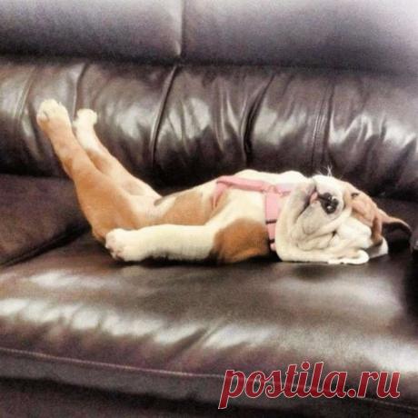 Фото собак, которые очень устали и свалились спать. ФОТО  Для этих собак не бывает преград желанием поспать. Они уснут в любое время, в любом месте и в любой позе.